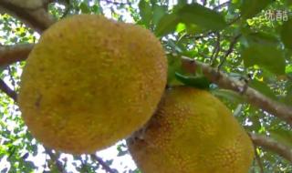 菠萝菠萝蜜在线播放3 菠萝菠萝蜜在线播放3