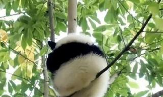 普通熊猫花花如何成为顶流